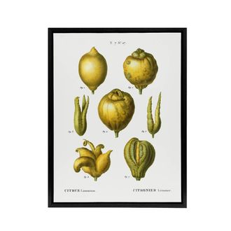 Artery8 Lemon Citrus Fruit Illustration Redoute Vintage Framed Canvas Wall Art in White | Size: W24 x H32
