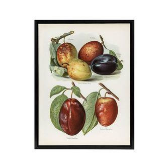 Artery8 Plum Varieties Vintage illustration Wright Framed Canvas Wall Art in White | Size: W24 x H32