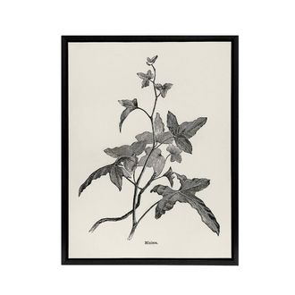 Artery8 Vintage Botanical Minima Ivy Shirley Hibberd Black Framed Canvas Art in White | Size: W24 x H32