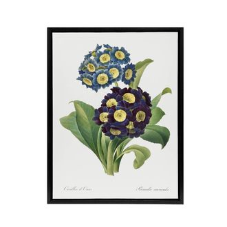 Artery8 Floral Primula Auricula Redoute Vintage Black Framed Canvas Wall Art in White | Size: W24 x H32