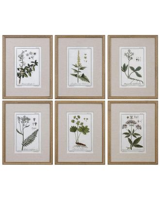 Uttermost Set Of 6 Uttermost Green Floral Botanical Study Prints