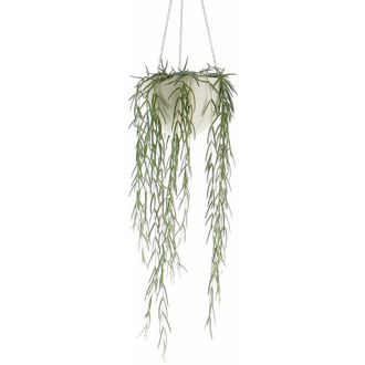 Kentis Kentis - Hoya Linearis - Piante Vere da Interni - Pianta Tropicale Ricadente - Vaso &oslash; 14 cm