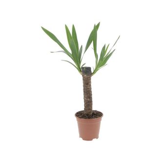 Kentis Yucca - Tronchetto della Felicit&agrave; - Piante Vere Grasse Succulente da Interni - Pianta Ornamentale da Appartamento - H 135-145 cm Vaso &Oslash; 24 cm