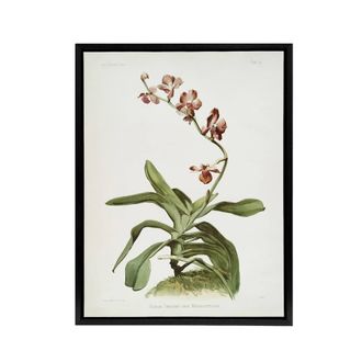 Artery8 F Sander Marriotts Phalaenopsis Orchid Flowers Framed Canvas Art Print | Size: W24 x H32