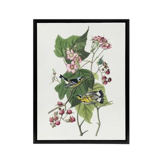 Artery8 Black & Yellow Warblers Audubon Nature Black Framed Canvas Wall Art in White | Size: W24 x H32