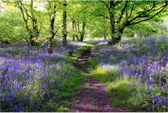 Schubiger M&ouml;bel Digitaldruck auf Glas Wald mit Lavendel 1
