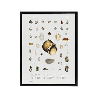 Artery8 Sea snail varieties set Augustus Gould Framed Canvas Wall Art Print in White | Size: W24 x H32