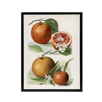 Artery8 Vintage Artwork of Orange Citrus Fruits Wright Framed Canvas Wall Art in White | Size: W24 x H32