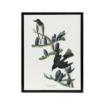 Artery8 Olive Sided Flycatcher Bird on Fir Tree Audubon Framed Canvas Wall Art in White | Size: W24 x H32