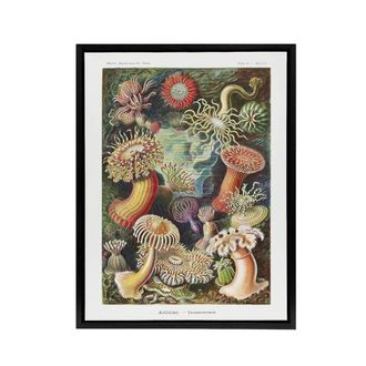 Artery8 Sea Anemone Marine Landscape Haeckel Botanical Framed Canvas Wall Art | Size: W24 x H32