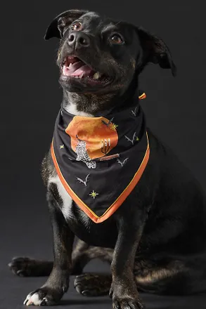 Anthropologie Halloween Pet Bandana