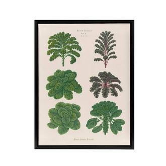 Artery8 Kales & Brussel Sprouts Ernst Benary Framed Canvas Wall Art Print in White | Size: W24 x H32