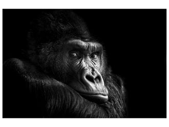 Schubiger M&ouml;bel Digitaldruck auf Glas Gorilla