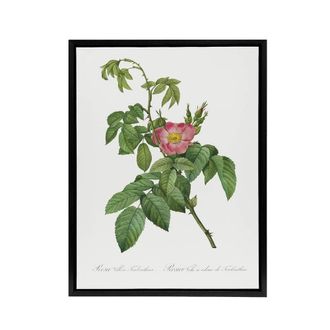 Artery8 Rosa Villosa Flower Bloom Redoute Vintage Black Framed Canvas Wall Art in White | Size: W24 x H32