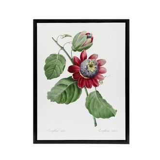 Artery8 Passion Flower Illustration Redoute Black Framed Canvas Wall Art in White | Size: W24 x H32