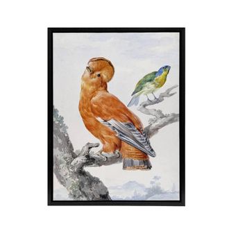 Artery8 Two Exotic Birds Watercolour Painting Schouman Framed Canvas Wall Art in White | Size: W24 x H32