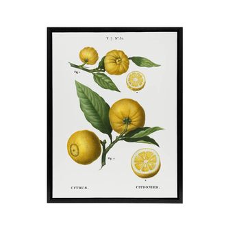 Artery8 Clusters of Citrus Fruit Redoute Vintage Black Framed Canvas Wall Art in White | Size: W24 x H32