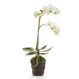 Napa Home & Garden Phalaenopsis Orchid Faux (Fake) Drop-In 17 in White at Nordstrom