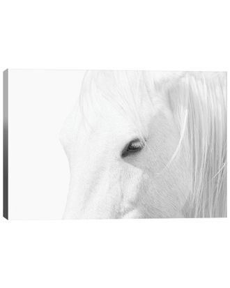 iCanvas Icanvas White Horse By Marco Carmassi Wall Art