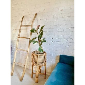 OEM Macizo De Flores Naturales Pollie Xl