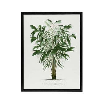 Artery8 Astrocaryum Murumuru Palm Tree Kerchove Framed Canvas Wall Art Print in White | Size: W24 x H32