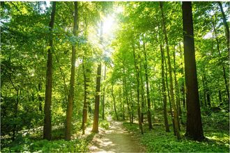 Schubiger M&ouml;bel Digitaldruck auf Acrylglas Waldweg