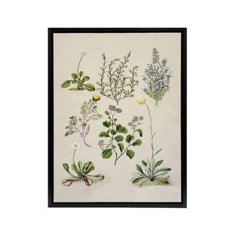 Artery8 Native New Zealand Wildflowers Artwork Featon Framed Canvas Wall Art in Beige | Size: W24 x H32