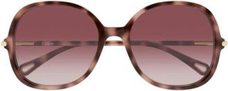 Chlo&eacute; 57mm Gradient Round Sunglasses in Shiny Dark Pink Havana at Nordstrom