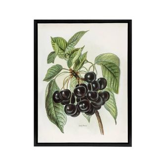 Artery8 Vintage Artwork of Early Rivers Cherries Wright Framed Canvas Wall Art in White | Size: W24 x H32