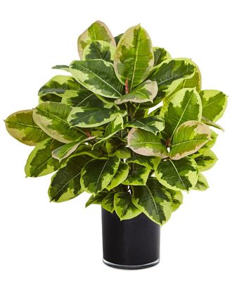 Nearly Natural Artificial Rubber Plant in Glossy Cylinder (Real Touch)