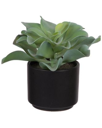 A&B Home Potted Artificial Dudelya Succulent