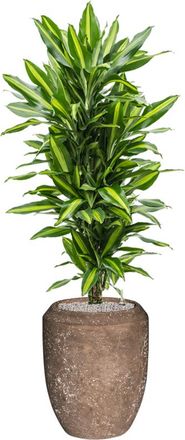 Baq In-/Outdoor Blumentopf Polystone Coated Plain Coppa &oslash; 45/ H 55 cm - Rock