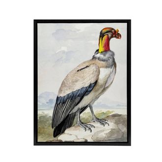 Artery8 King Vulture Bird Vintage Watercolour Schouman Framed Canvas Wall Art | Size: W24 x H32