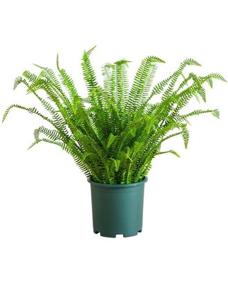 Nearly Natural 3Ft Uv-Resistant Artificial Boston Fern Plant With Real Touch Leaves (Indoor/Outdoor)