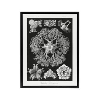 Artery8 Ophiodea Brittle Stars Haeckel Botanical Black Framed Canvas Wall Art | Size: W24 x H32