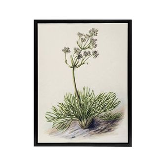 Artery8 New Zealand Wild Spaniard Flower Featon Framed Canvas Wall Art Print in Beige | Size: W24 x H32