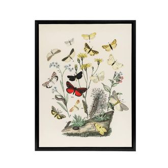 Artery8 Small Butterflies Caterpillars Kirby Black Framed Canvas Wall Art in White | Size: W24 x H32