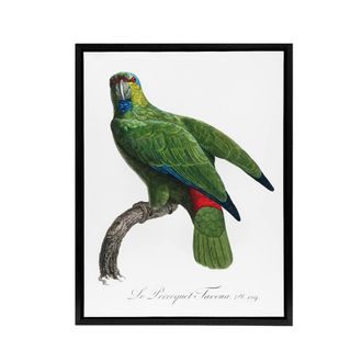 Artery8 The Festive Amazon Parrot Levaillant Framed Canvas Wall Art Print in White | Size: W24 x H32
