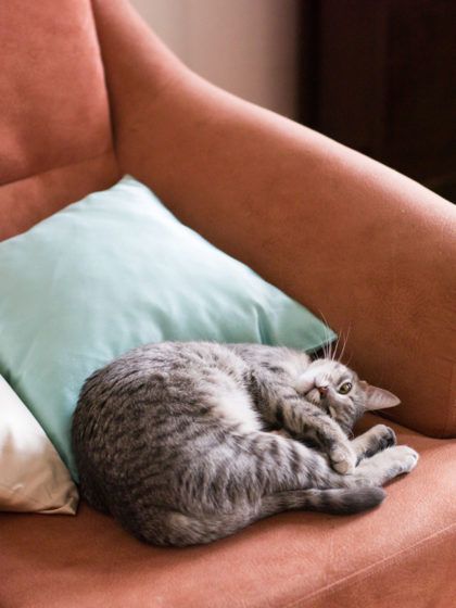 2019’s Pantone colour will look gorgeous in your home