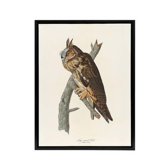 Artery8 Birds Of America Long Eared Owl Audubon Nature Framed Canvas Wall Art in White | Size: W24 x H32
