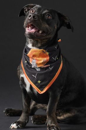 Anthropologie Halloween Pet Bandana