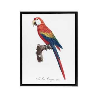 Artery8 Scarlet Macaw Parrot Francois Levaillant Framed Canvas Wall Art Print in White | Size: W24 x H32
