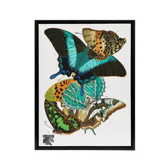Artery8 Vintage Colourful Butterflies Framed Canvas Wall Art Print Eugene Seguy | Size: W24 x H32