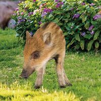 OEM Adorno De Jard&iacute;n Con Forma De Cerdo, Figura 2d, Figura Realista De Cerdo Para Plantar En El Jard&iacute;n, Ideal Para Decorar Tu Jard&iacute;n O Patio. - Crezuo