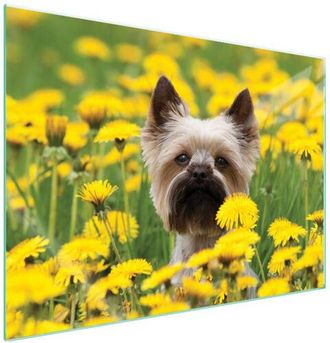 OEM Placa Protectora De Vidrio Para Estufa 70x52 Perro