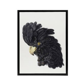 Artery8 Head of a Black Cockatoo Watercolour Schouman Framed Canvas Wall Art in White | Size: W24 x H32