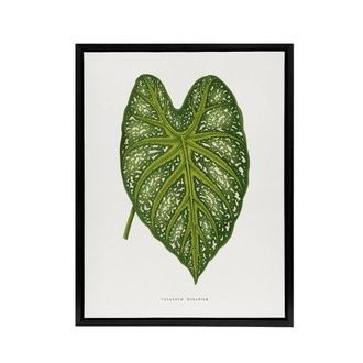 Artery8 AF Lydon Benjamin Fawcett Caladium Mirabile Leaf Framed Canvas Art in White | Size: W24 x H32