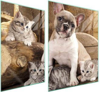 OEM Placa Protectora De Vidrio Para Estufa 70x52 Perro