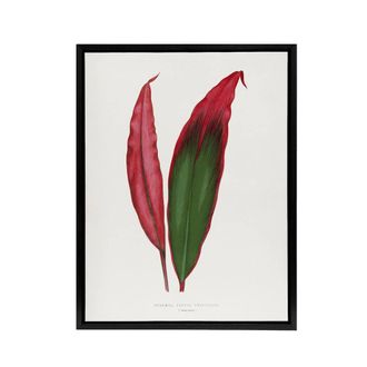 Artery8 AF Lydon Benjamin Fawcett Cordyline Fruticosa Leaf Framed Canvas Art in White | Size: W24 x H32
