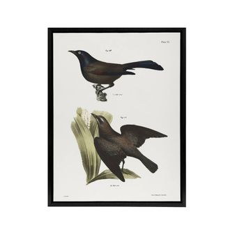 Artery8 James Ellsworth De Kay Crow Blackbirds Illustration Framed Canvas Art in White | Size: W24 x H32